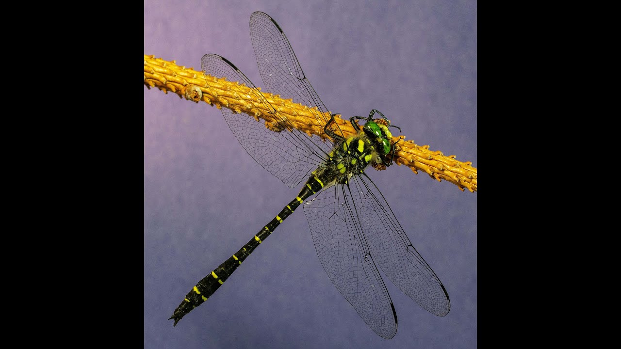 LIBELLULA o Cordulegaster boltonii. Pillole di Entomologia matesina.