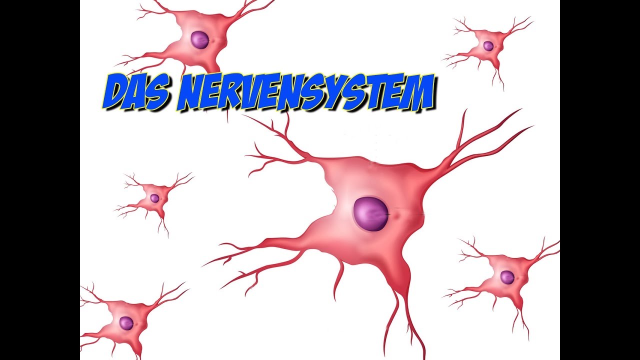 Das Nervensystem