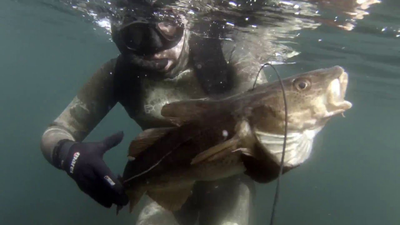 Stord Spring Spearfishing 2016
