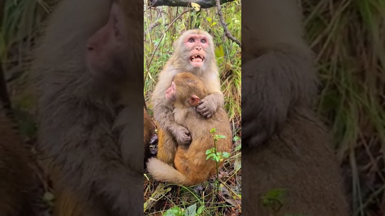 Pitiful abandoned adorable monkeys  life 328