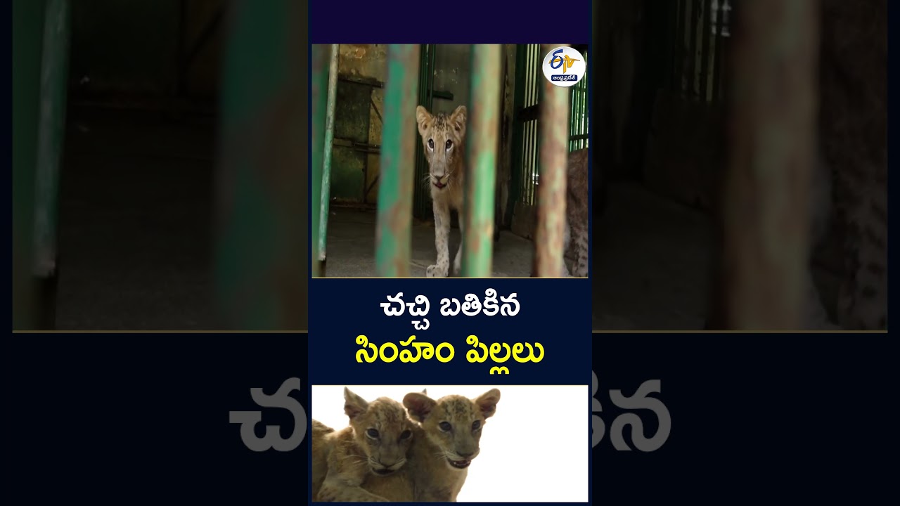 చచ్చి బతికిన సింహం పిల్లలు