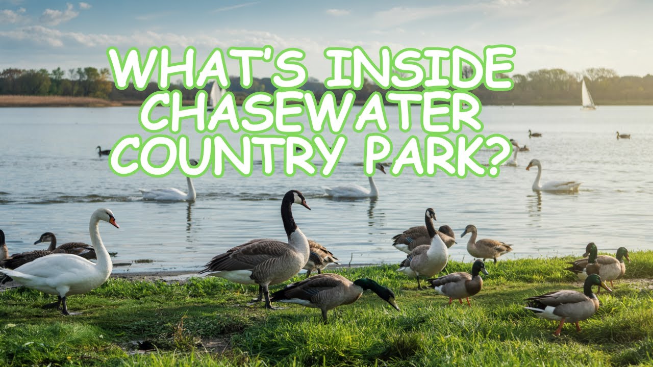 What's Inside Chasewater Country Park? Walking Tour with Swans and Steam Trains