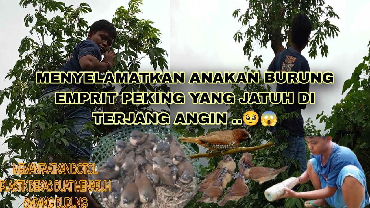 MENYELAMATKAN ANAKAN BURUNG EMPRIT PEKING YANG JATUH DI TERJANG ANGNGIN #empritpeking #empritkaji