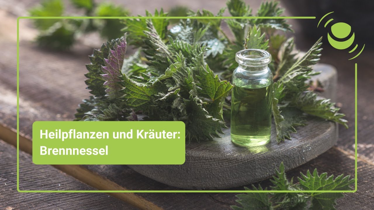 Brennnessel &ndash; Alles, was du &uuml;ber ihre Wirkung wissen solltest.