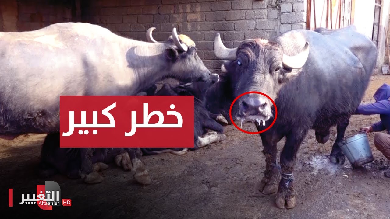 خطر كبير يهدد الحيوانات  في العراق | تقرير