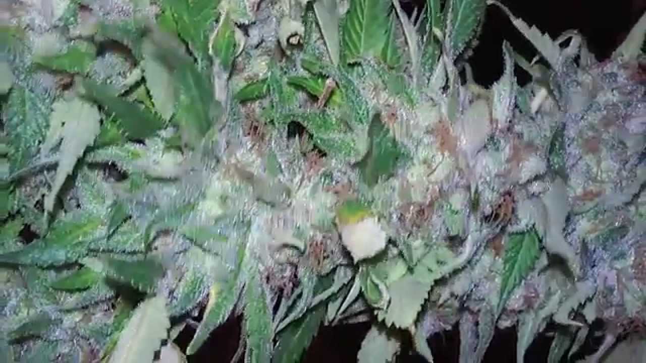 Blimburn seeds Grizzly purple kush harvest