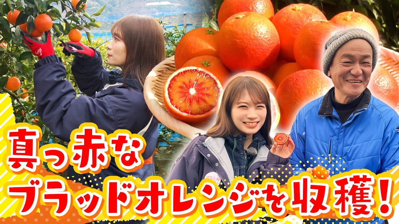 地中海生まれ愛媛育ちの「ブラッドオレンジ」を秋元真夏が収穫体験！～生産者さんのブラッドオレンジへの熱い思いも取材してきました～