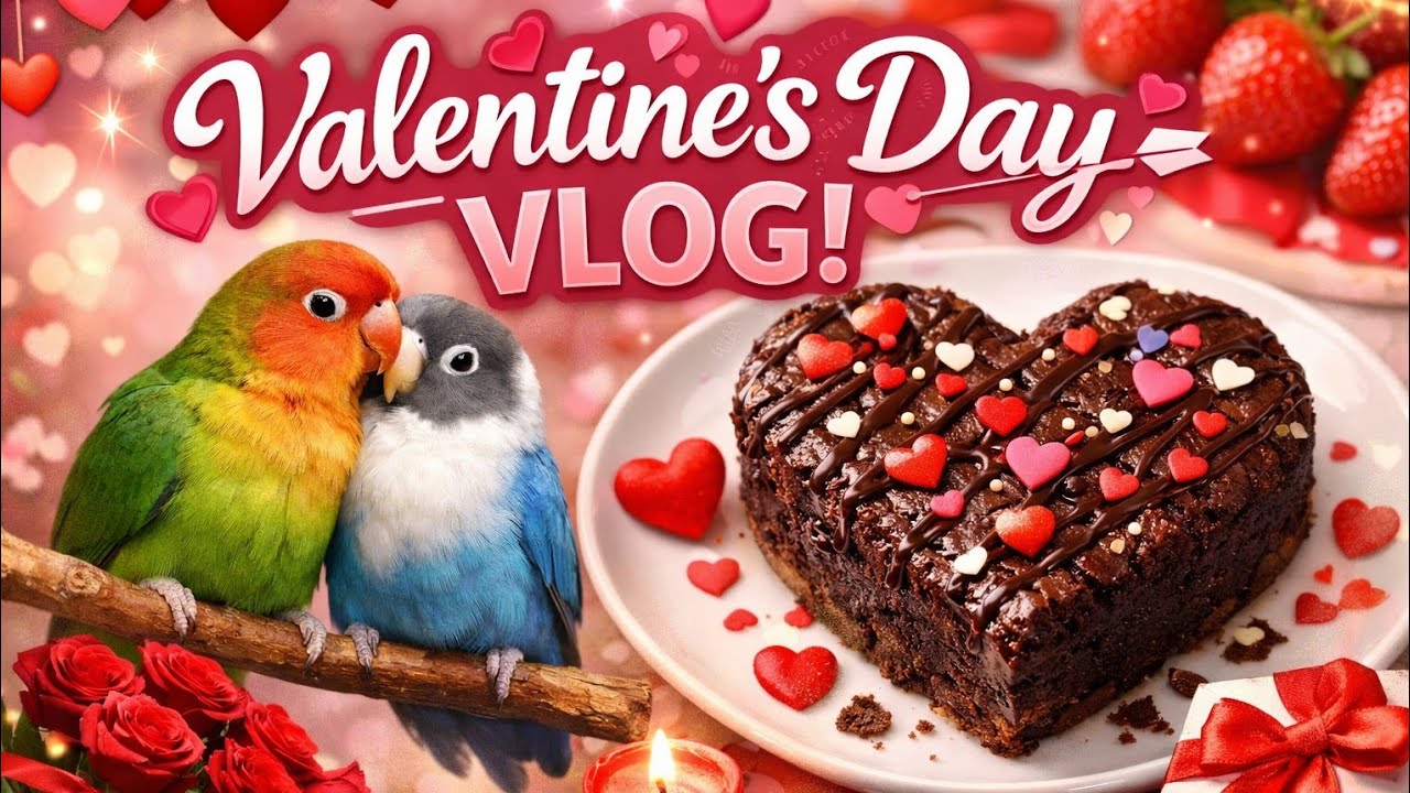 Vlog 82 💕 My Valentine’s Day Vlog | Love Birds Gift & Heart Brownie Surprise 🍫🐦#ValentinesDay