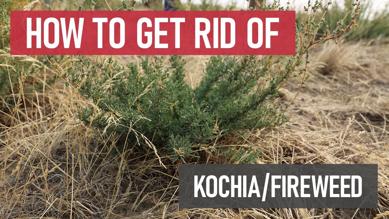 How to Get Rid of Kochia/Fireweeds [DIY Weed Management]