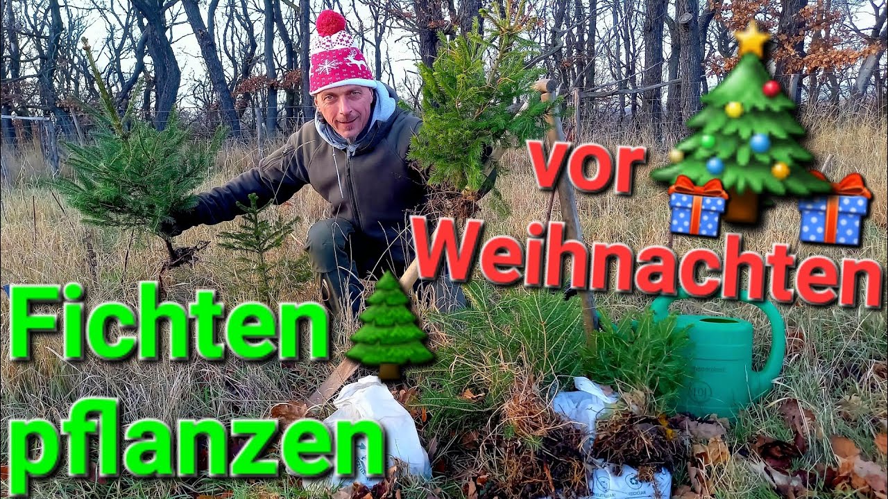 🎄 Fichten pflanzen vor dem Weihnachtsfest  🎅🛷🌲 Harzer Weihnachtsgrüße aus dem Waldprojekt #bäume
