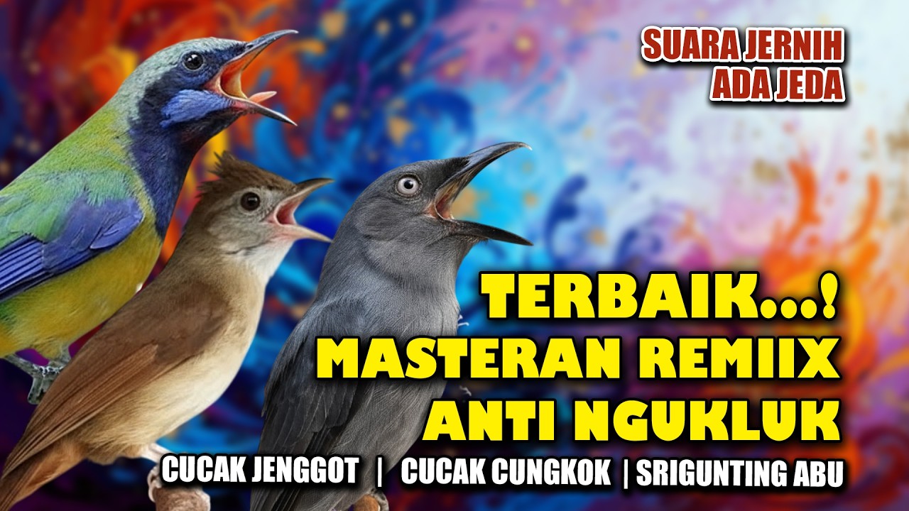 MASTERAN KOMBINASI SUARA TAJAM ANTI NGUKLUK CUCAK CUNGKOK CUCAK JENGGOT SRIGUNTING ABU