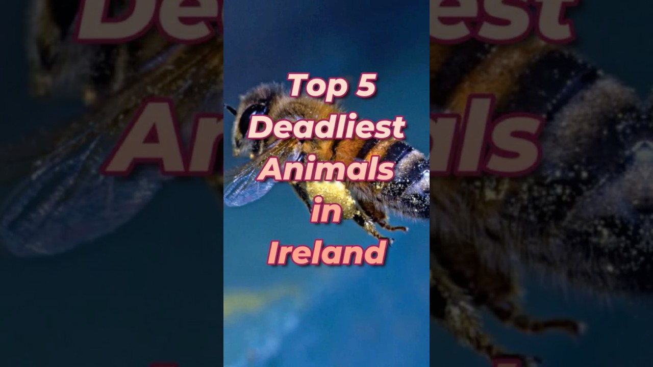 Top 5 Deadliest Animals in Ireland 🇮🇪⚠️ | Hidden Wildlife Dangers #shorts #ireland #animalfacts