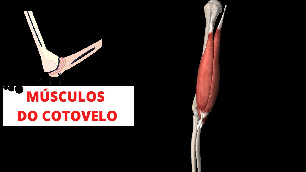 MÚSCULOS DO COTOVELO - LÉO ALVES