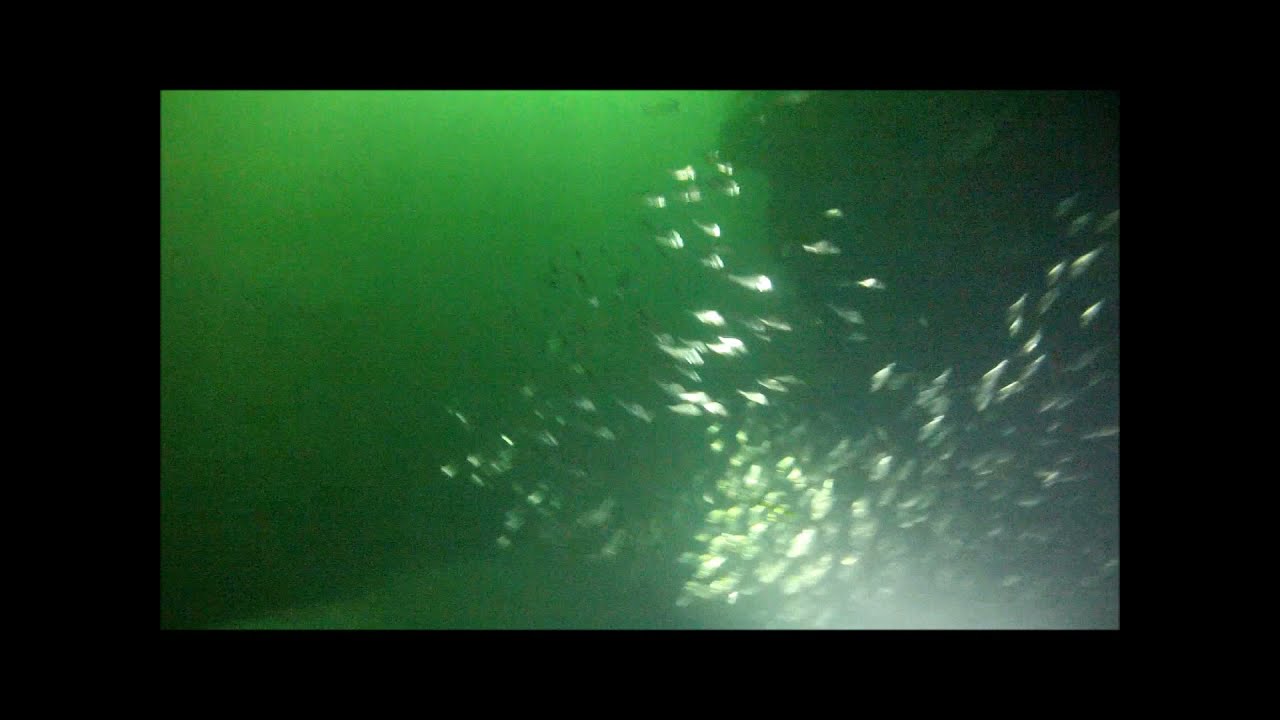 Mergulho Estreito  -  cardume de corvina 20/9