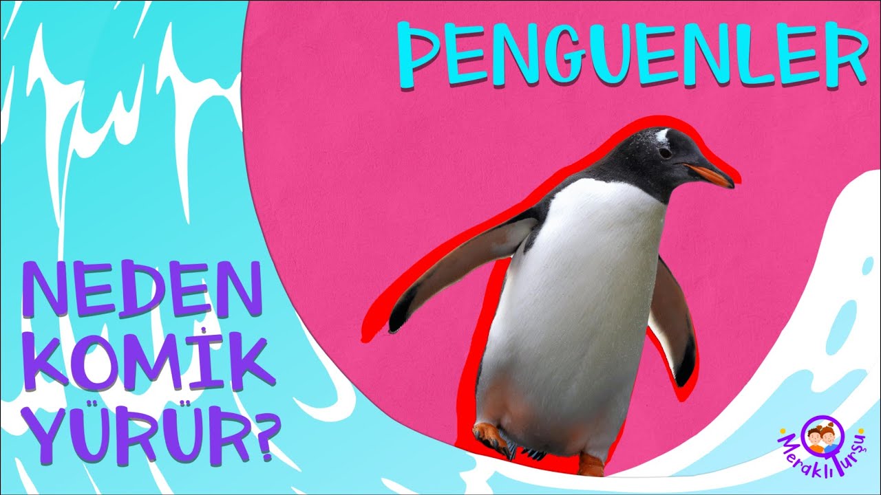 Penguenler Neden Komik Yürür?