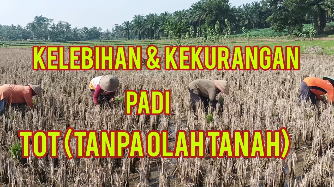 Kelebihan & kekurangan padi TOT (Tanpa Olah Tanah)