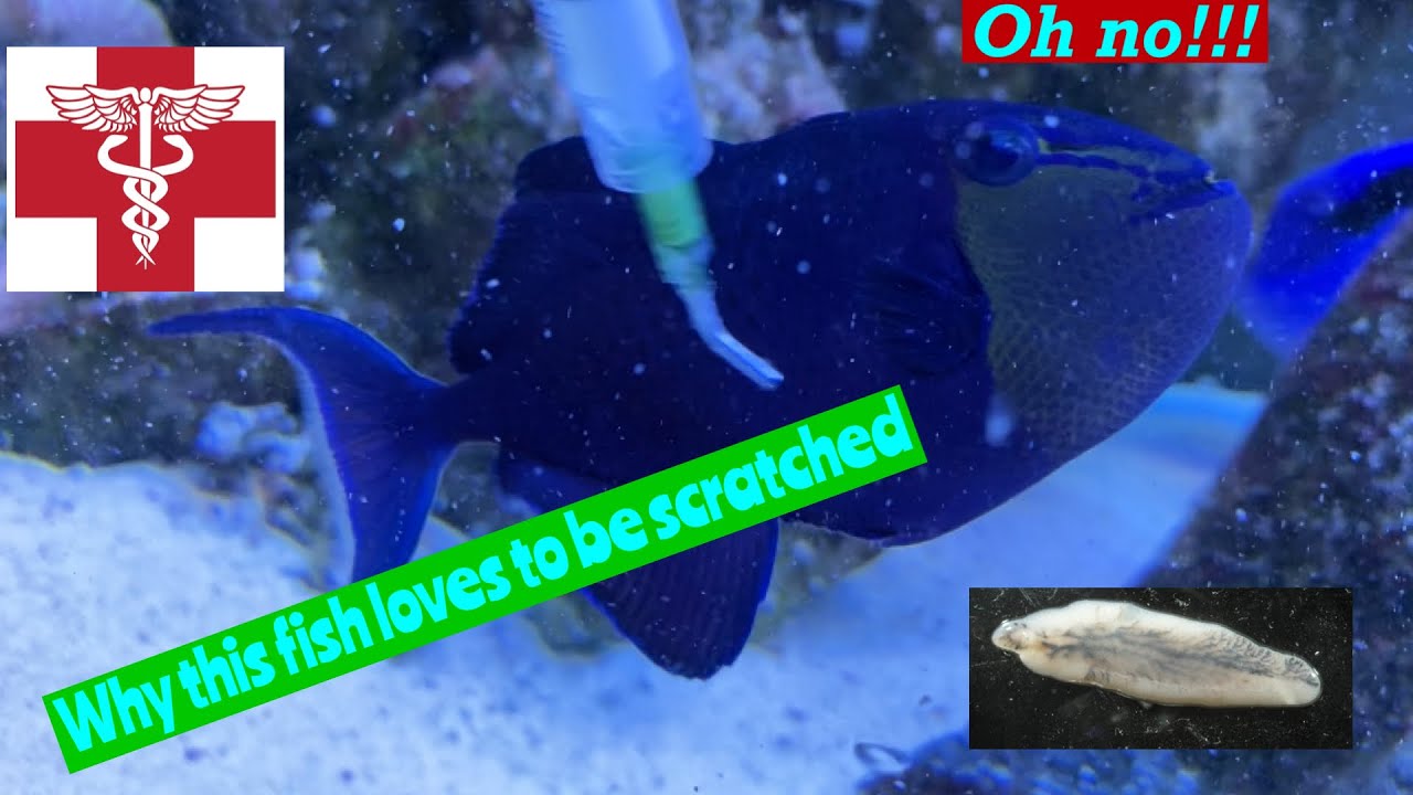 These Fish are scraping against rocks and loved to be scratched. Oh no!!!!!
