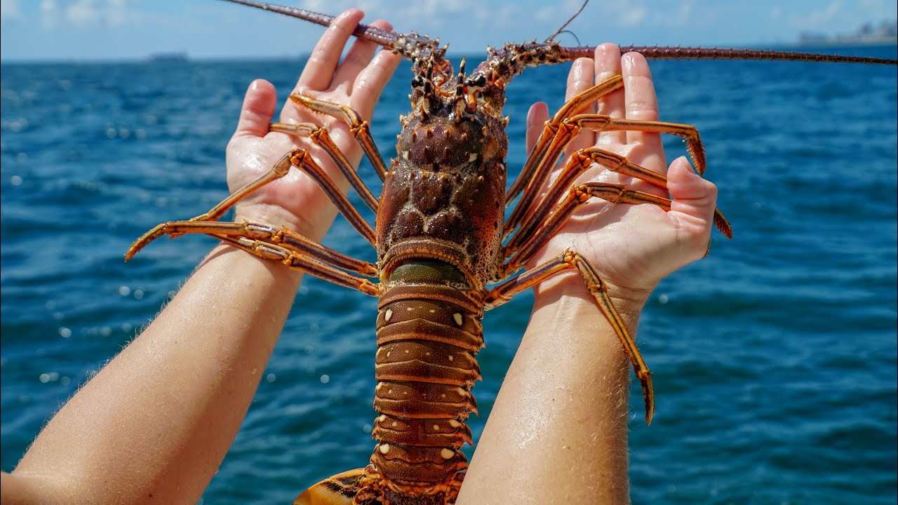 BIG SPINY LOBSTER Catch n Cook (Fort Lauderdale Lobster diving)