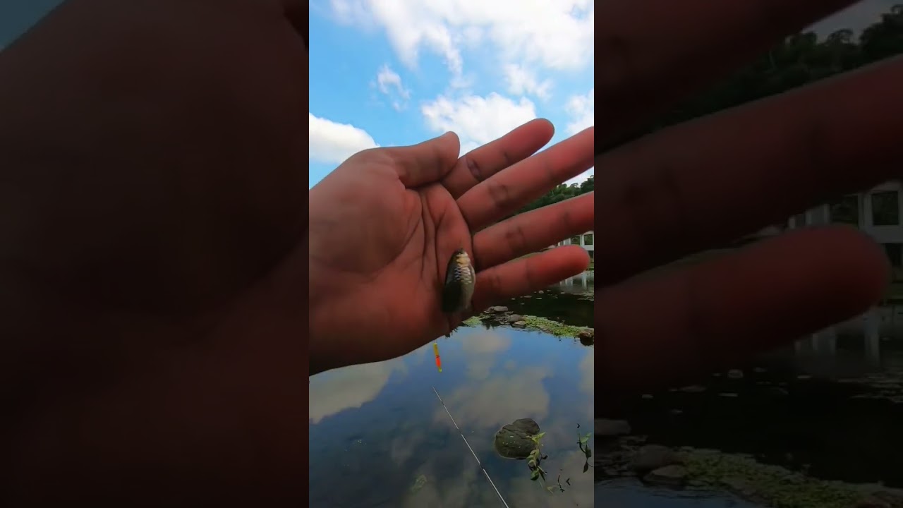mancing ikan wader emang asik 😅#mancingwader