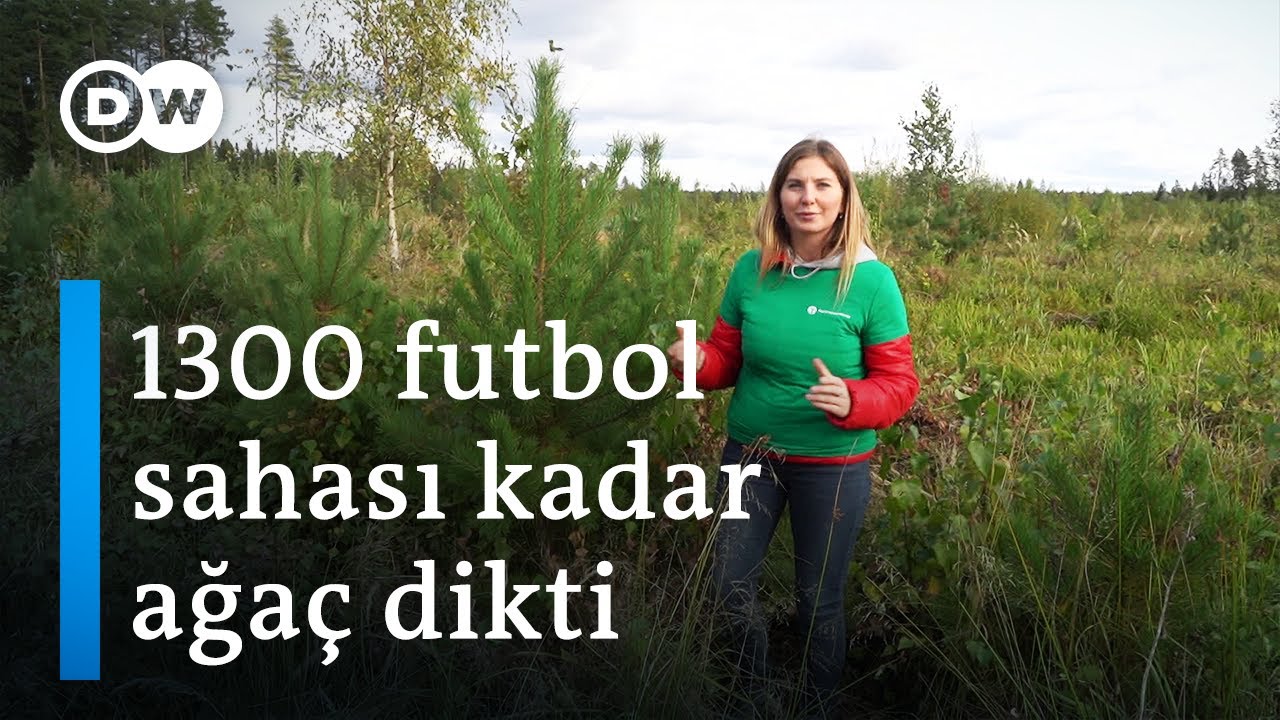 Kendini ağaç dikmeye adayan Rus | 10 yılda 1 milyon ağaç dikti - DW Türkçe