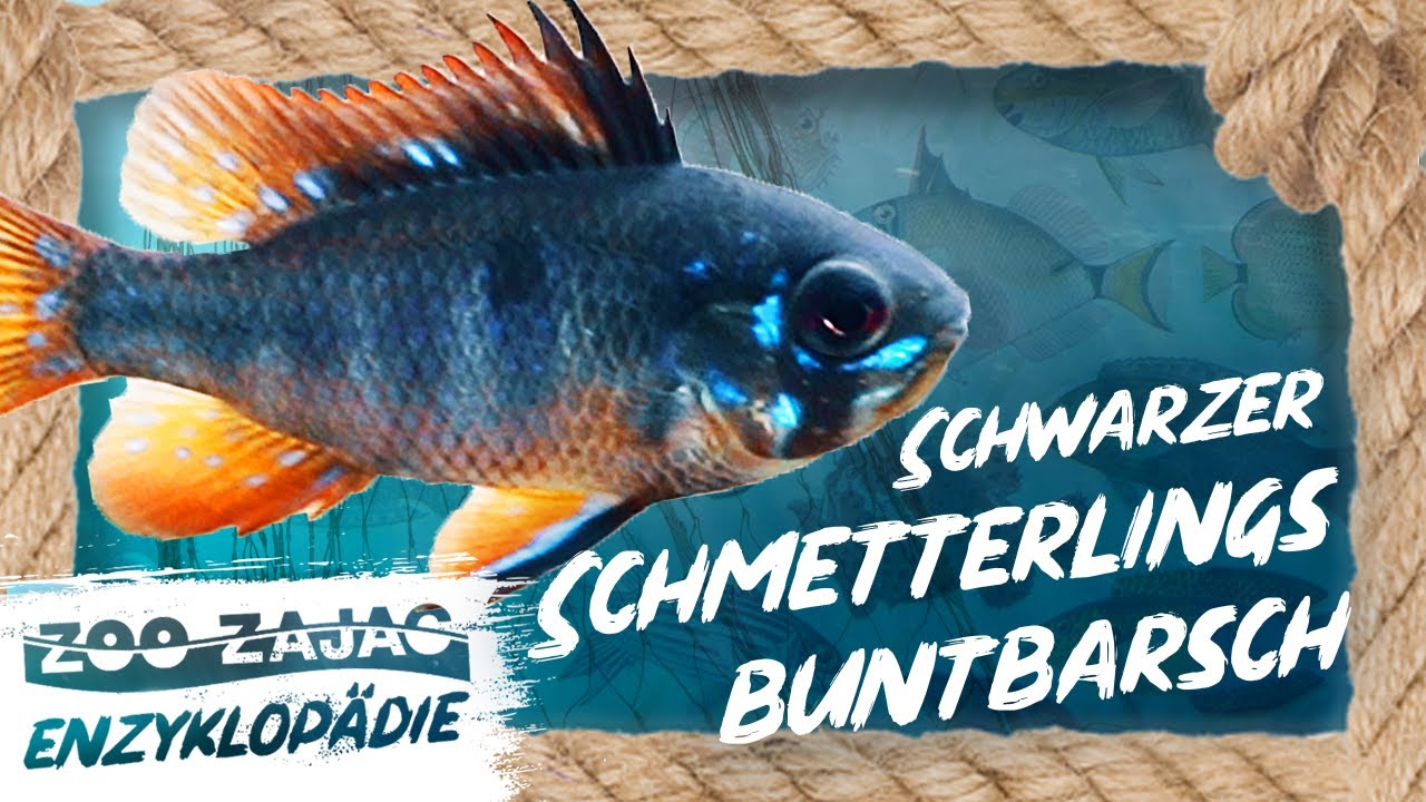 DER SCHWARZE SCHMETTERLING | FISCHENZYKLOPÄDIE | ZOO ZAJAC