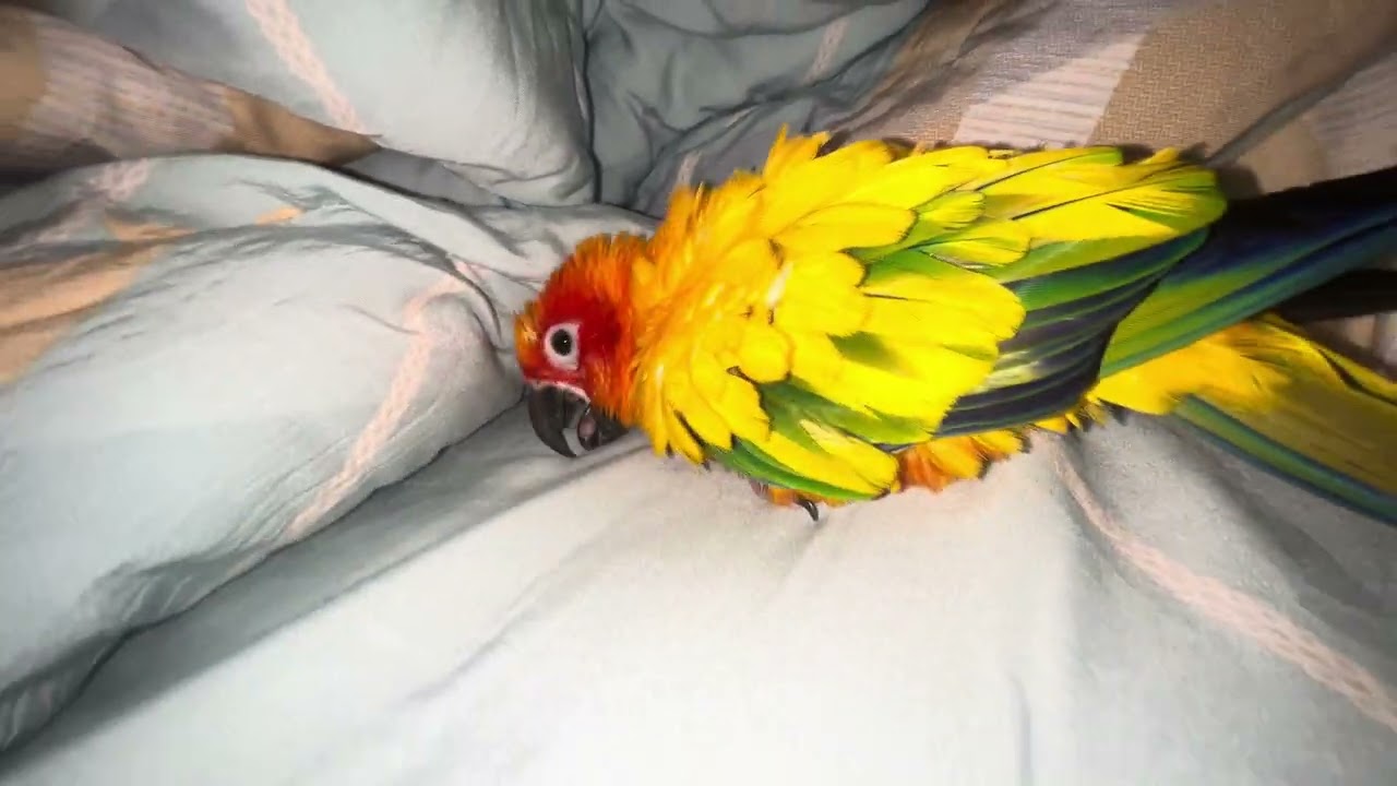Today, Julie feels very happy. She sings and dances.