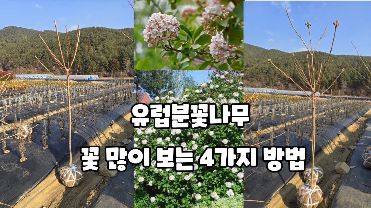 유럽분꽃나무 꽃 잘 볼수 있는 방법 4가지와 외목대나무 판매
