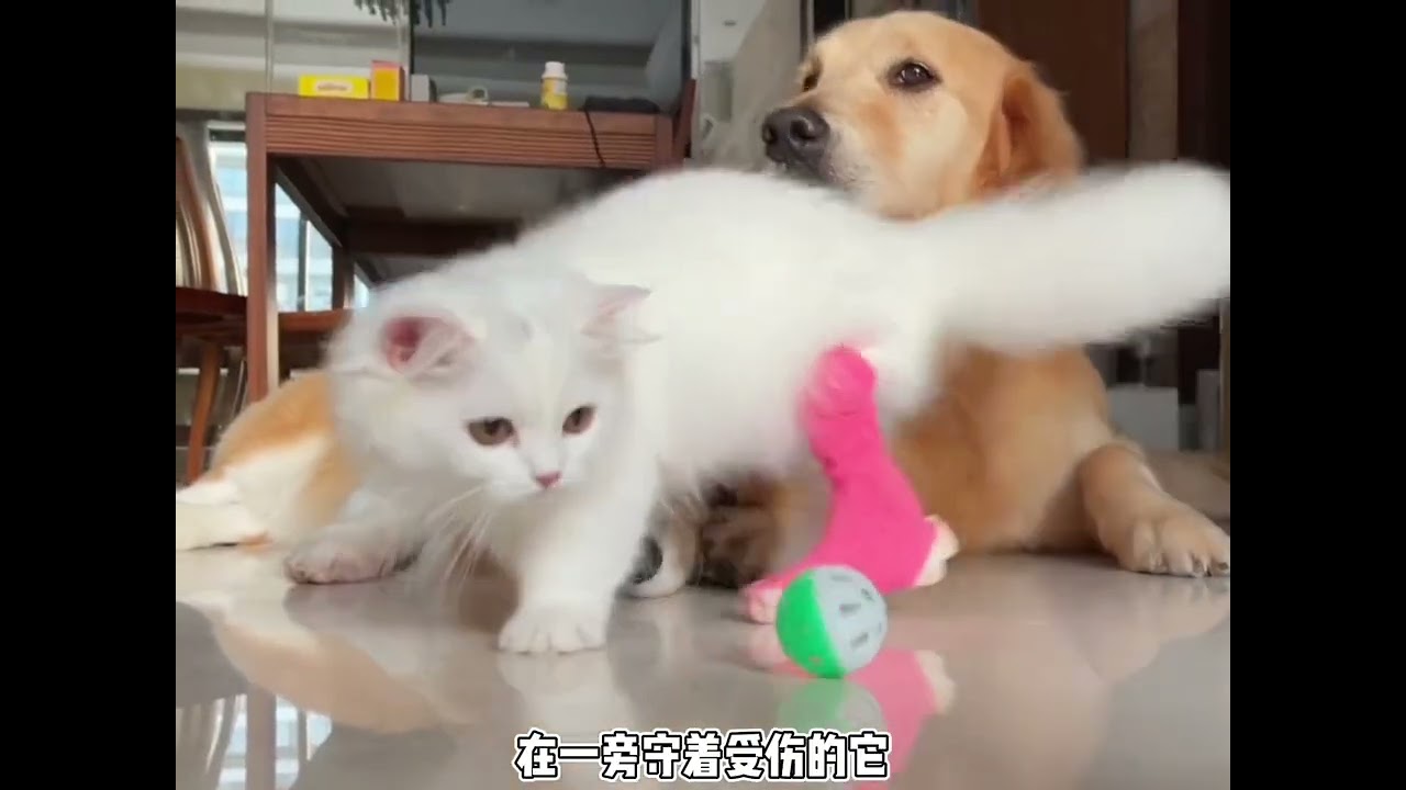 这是不是你们理想中的猫狗双全的生活?