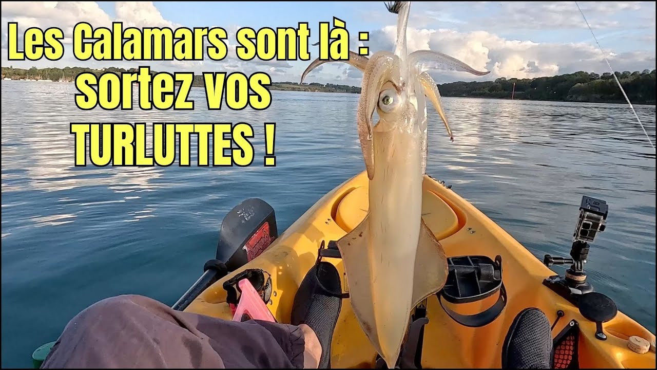 La pêche du CALAMAR : ils sont arrivés, sortez les TURLUTTES en Bord de Mer