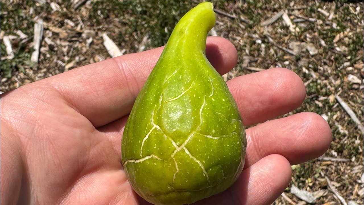 Lussheim Breba 7/26/2025 Cracked Skin Fig to the Max