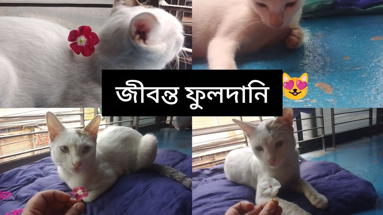 আমার জীবন্ত ফুলদানি 😻 