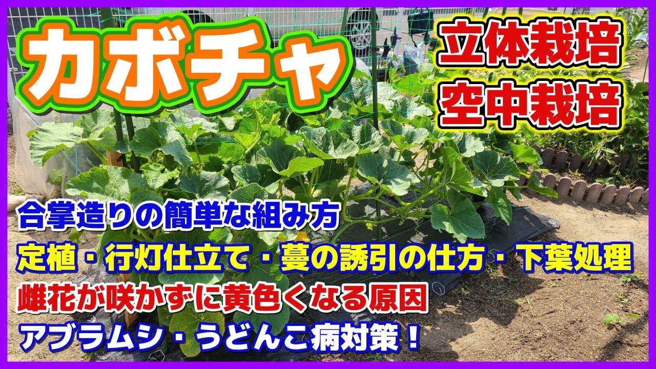 カボチャ立体空中栽培で大事なこと　合掌造り・定植・行灯仕立て・蔓の誘引・下葉処理・アブラムシ・うどんこ病他　かぼちゃ栽培の手入れ／雌花が咲かずに黄色くなる原因とは？　支柱の組み方・ゴムスビー／九重栗