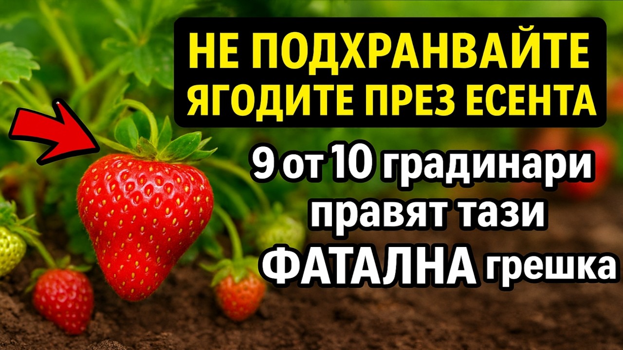 НЕ ПРАВЕТЕ ТОВА с ягодите през есента! 🍓 9 от 10 градинари правят тази ФАТАЛНА грешка.