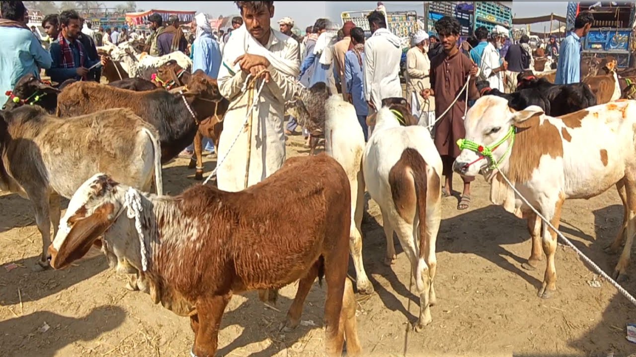 Luddan Mandi Main Zero Size Sasstay Bachray Bachrion K New Rates / Bachra Farming