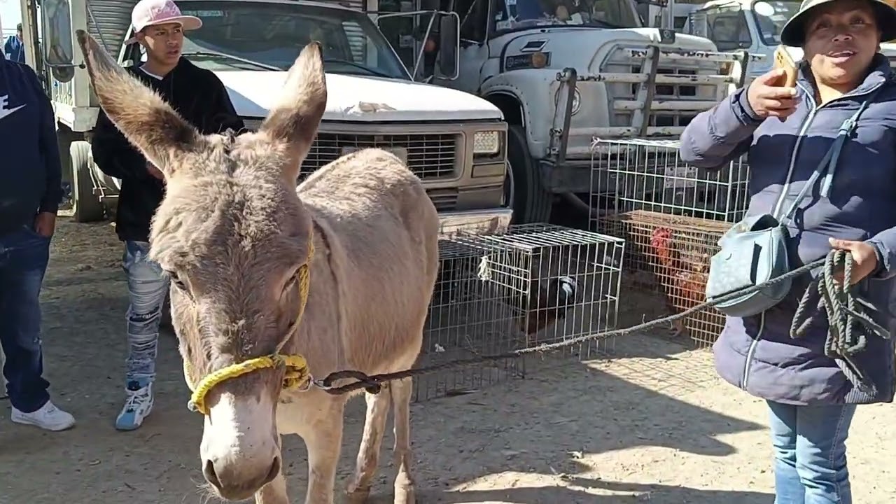 Tianguis de ganado Chalco estado de México 