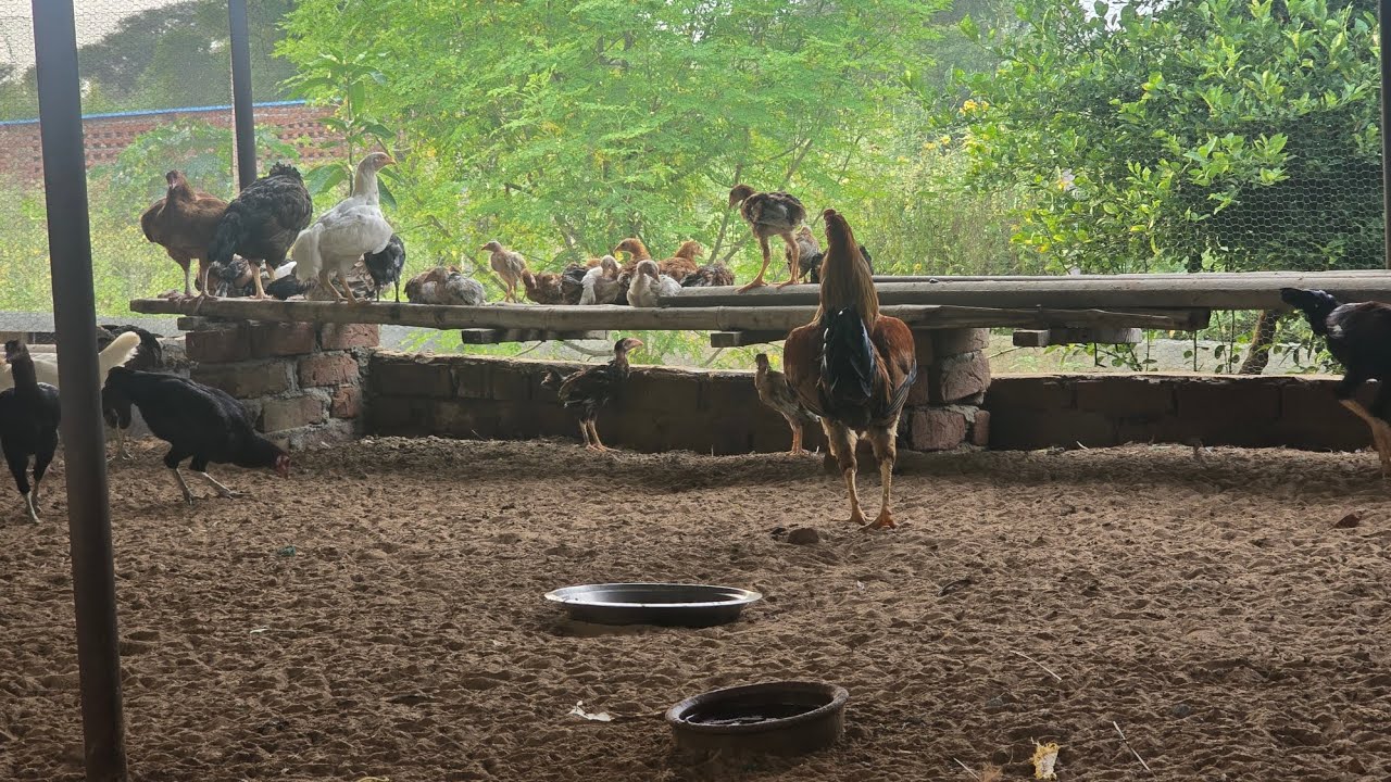 Desi murgi farm blog 2 #chicken #freerangechickens #desichicken #birds #indianchicken #farming 