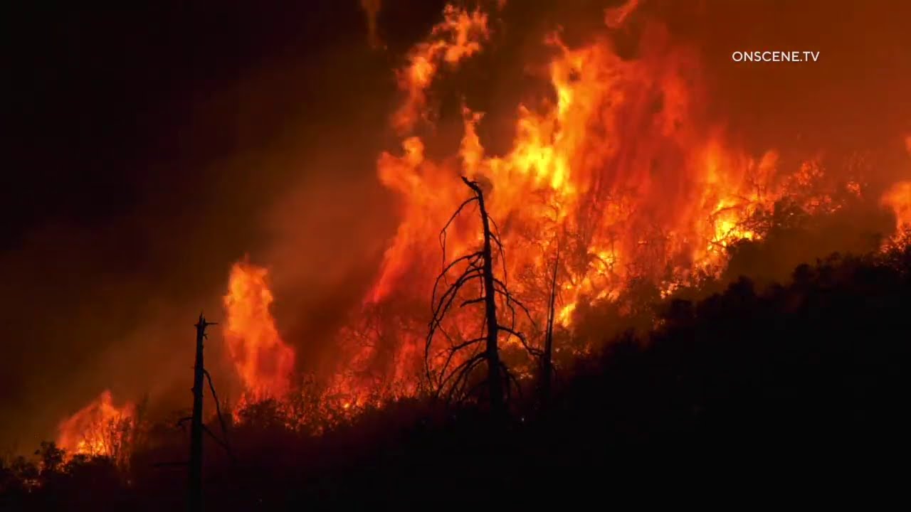 Bear Spotted As El Dorado Fire Flares Up on Night 7