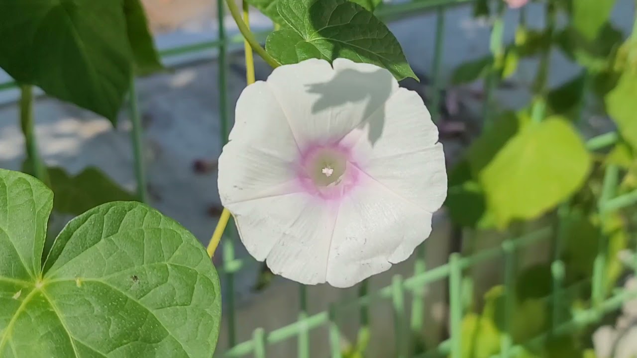 나팔꽃, Morning Glory, Pharbitis, 견우화(牽牛花), 백축, 흑축