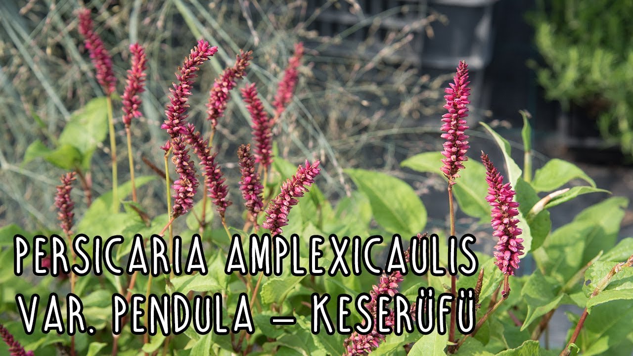 Persicaria amplexicaulis var. pendula &ndash; Keserűfű