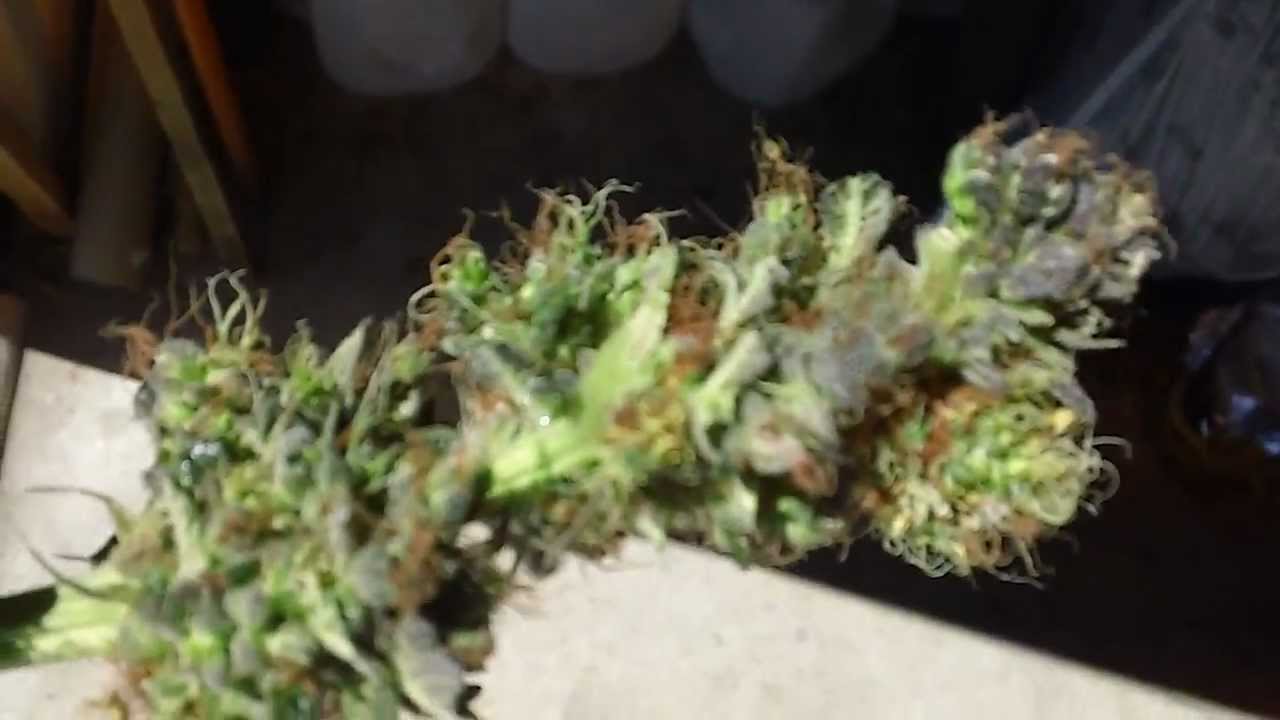 Vanilla Kush harvest part 2