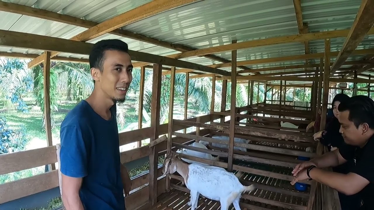 perkara asas ternakan ruminan ( the basics of ruminant livestock ) bersama @wanabdullahyusri9376