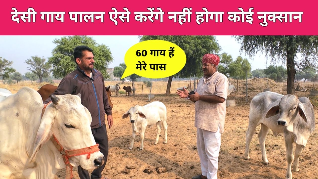 👍 Desi Cow Dairy Farm. How to Start Dairy Farming Business. Tharparkar Desi Cow