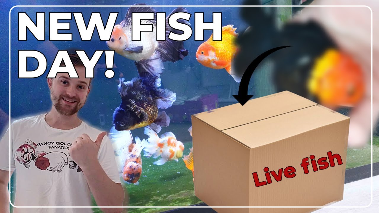 NEW fancy goldfish | Oranda MEGA tank | SUPRISE fish?