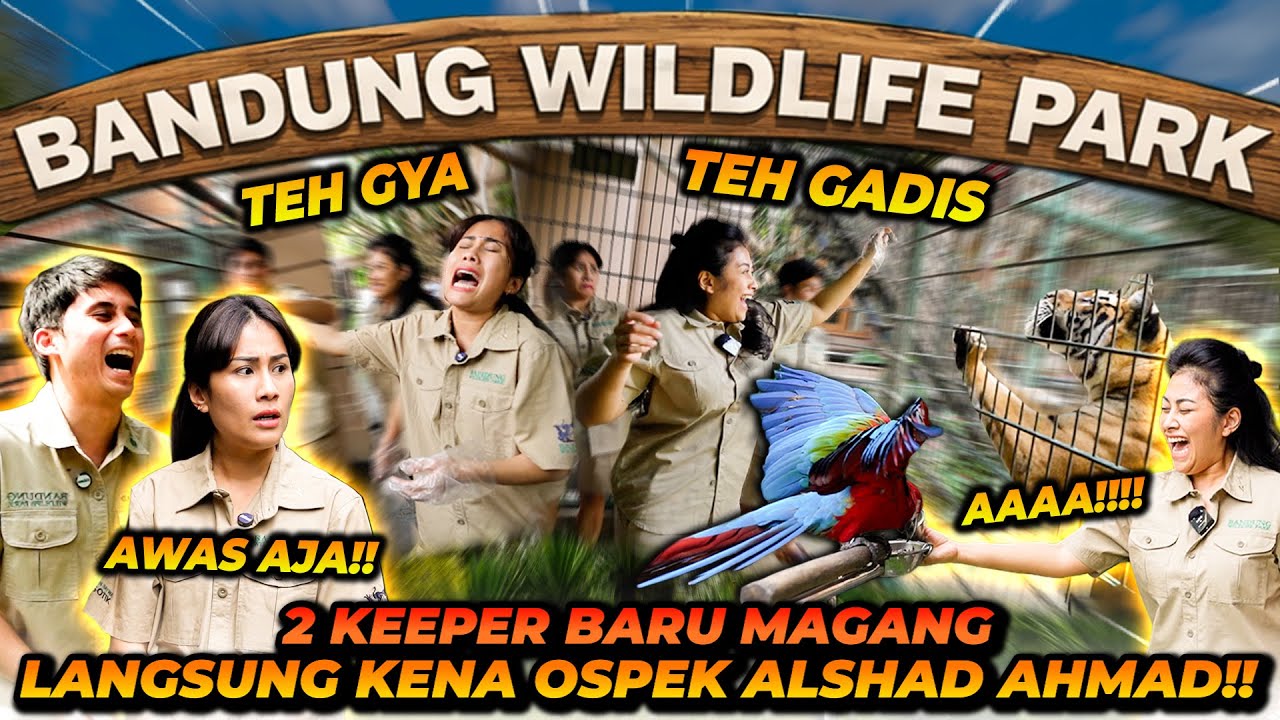 KAKAK GUE HISTERIS MAGANG SEBAGAI PAWANG HARIMAU! BARU SEHARI UDAH MAU RESIGN?!