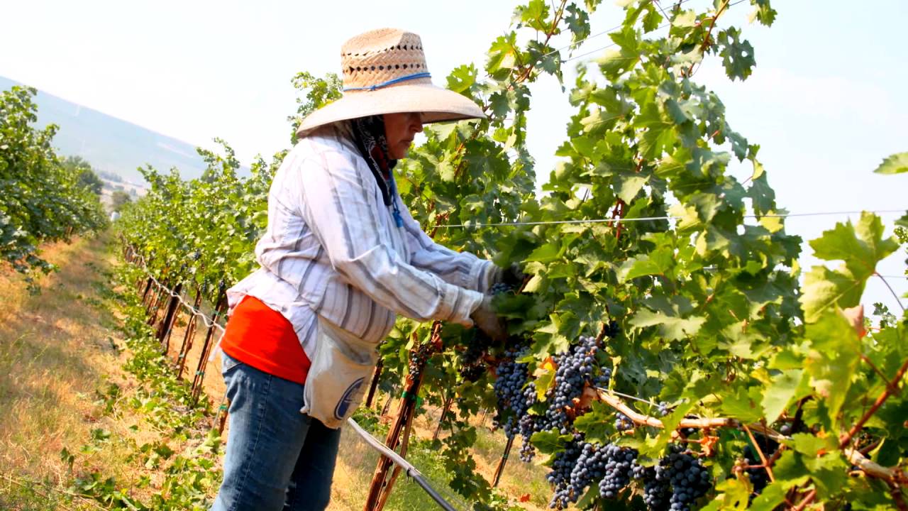 Kiona Vineyards | Benton City, WA | Washington Grown