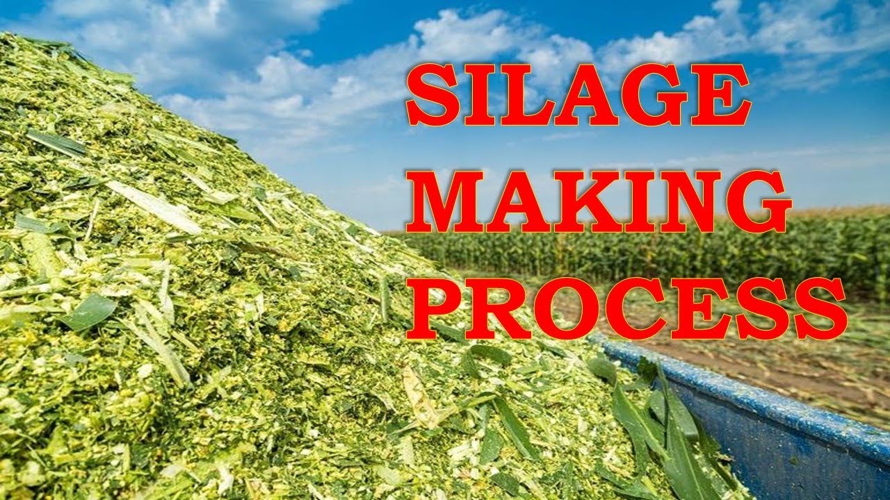 Detailed Silage making process #silagemaking