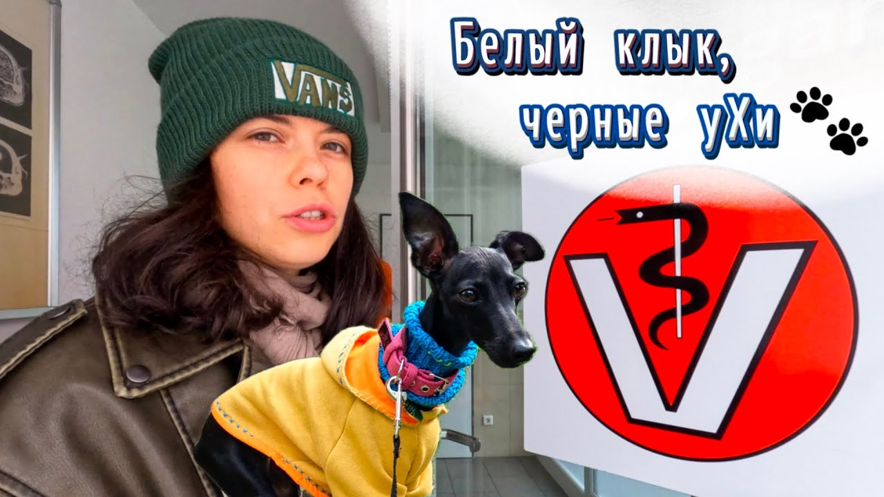 Гарни удаляют молочный клык под общим наркозом • Как прошла операция? • Подготовка и результаты