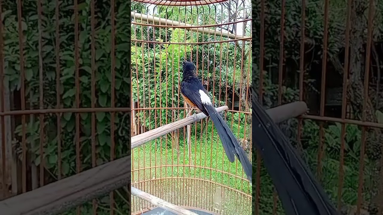 Pancingan pagi siang malam agar burung bisu ikut berkicau @berbagiituindah6935
