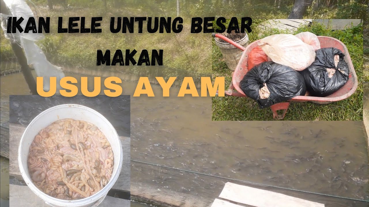 Budidaya lele UNTUNG BESAR pakan usus ayam..