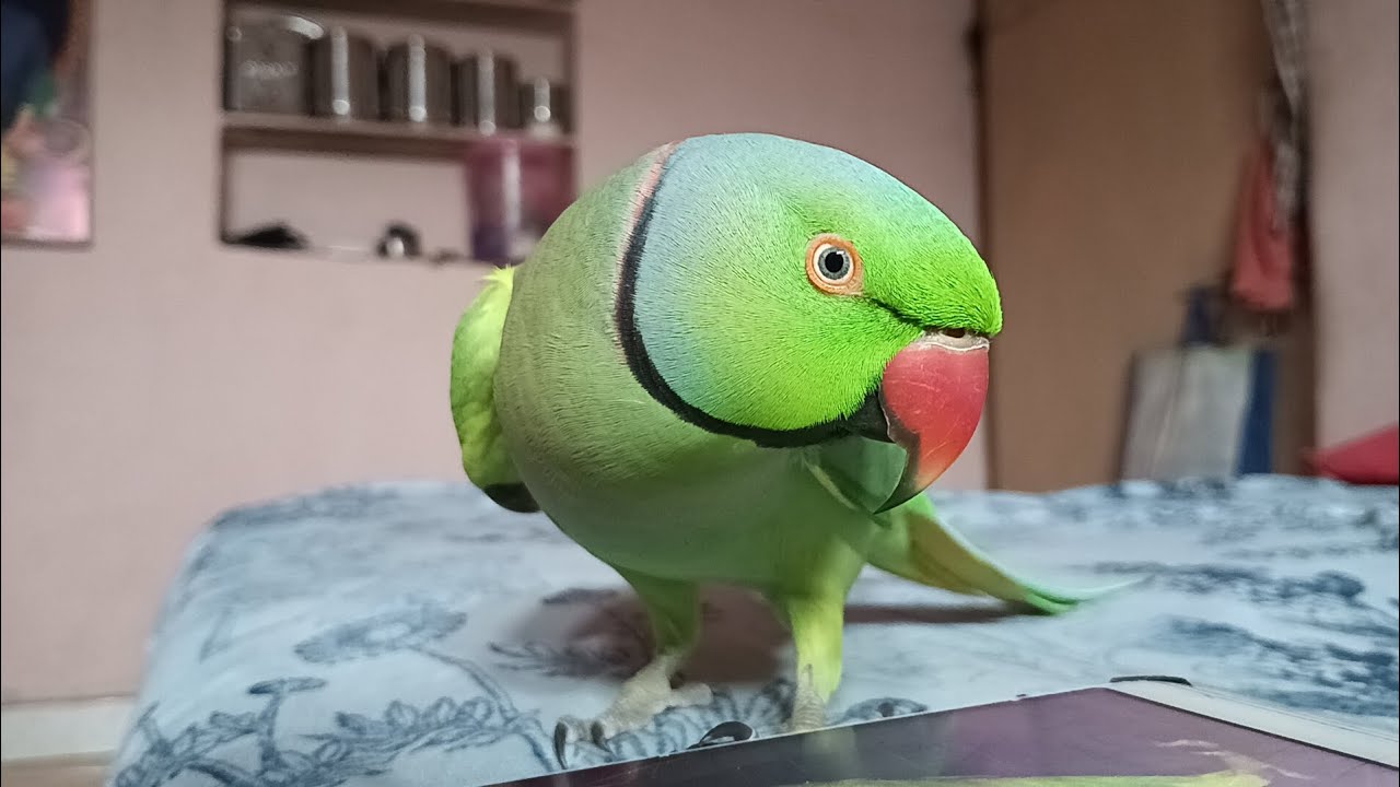 Mummy bolne wala tota || Talking Parrot Mummy Mummy || Talking Parrot Mitthu Mitthu ◉⁠‿⁠◉